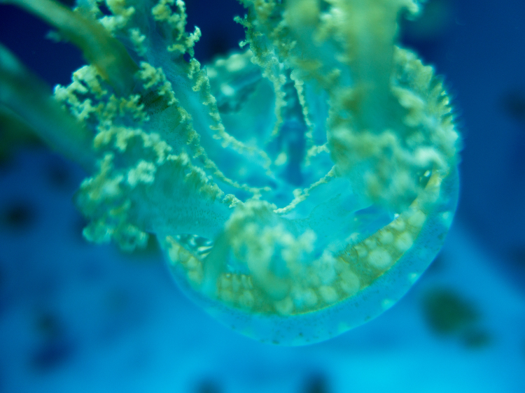 White spotted jelly Phyllorhiza punctata closeup