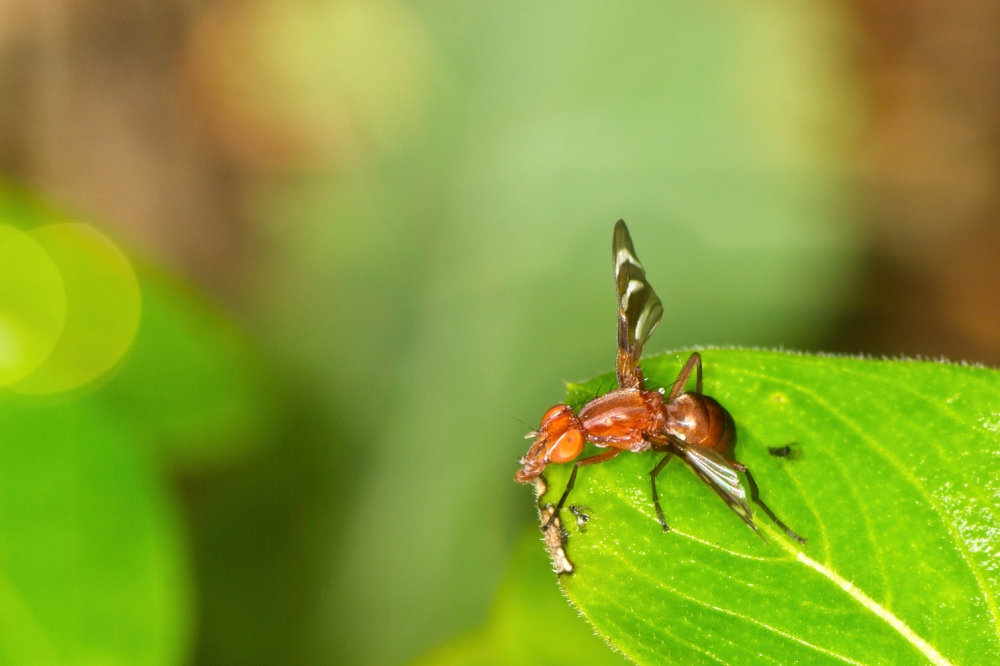 winged insect eating garden vegetable photo