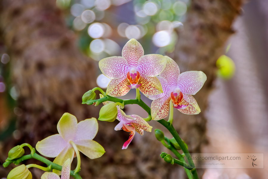 yellow white purple phalaenopsis orchids in greenhouse 0463