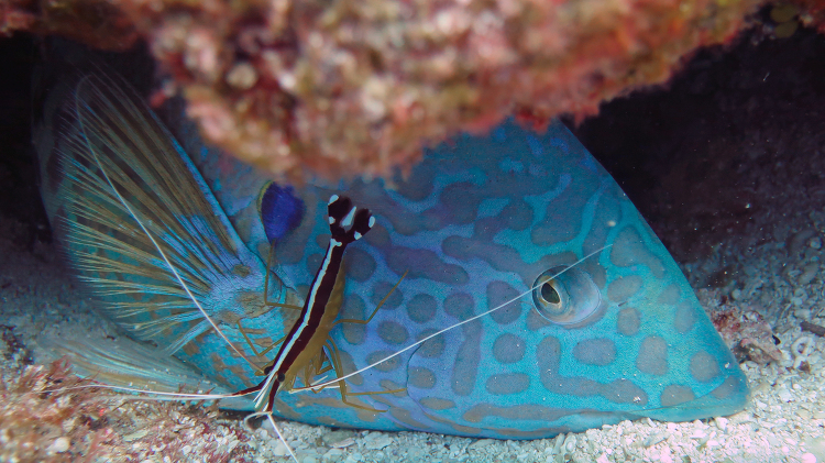 yellowstripe coris enjoys a grooming from this scarlet cleaner s