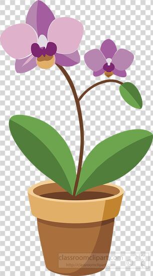 potted orchid with two blooming flowers