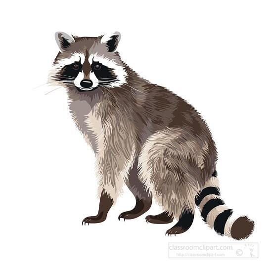 raccoon black mask of fur around eyes clip art