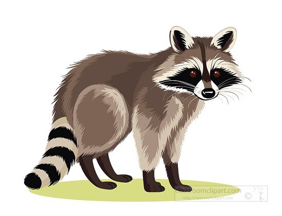 raccoon medium sized mammal clip art