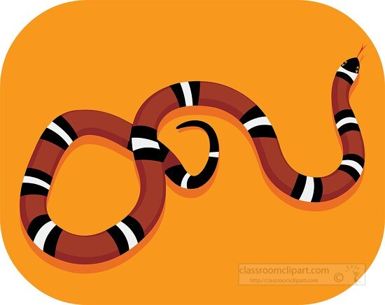 red black white kingsnake clipart