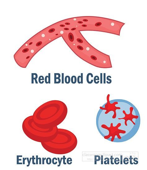 red blood cells eruthorcyte platelets clip art