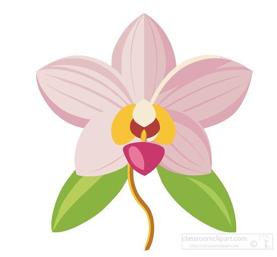 single pink orchid flower with a stem and leaves clipart