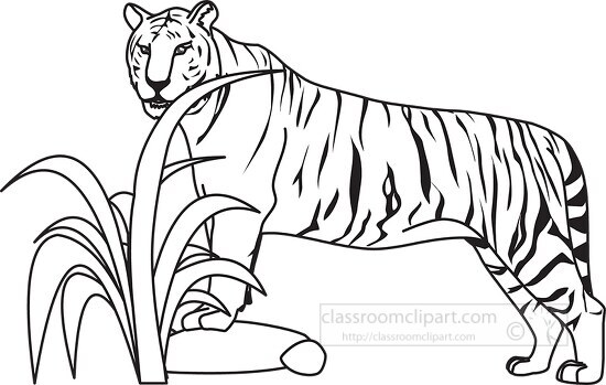 tiger black outline clipart 05