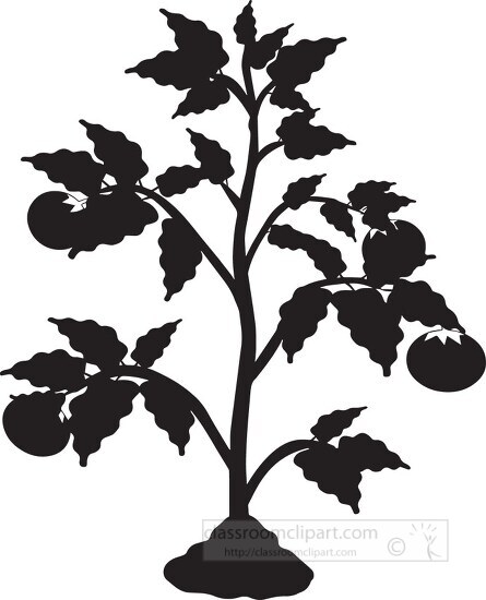 tomato plant black white clipart