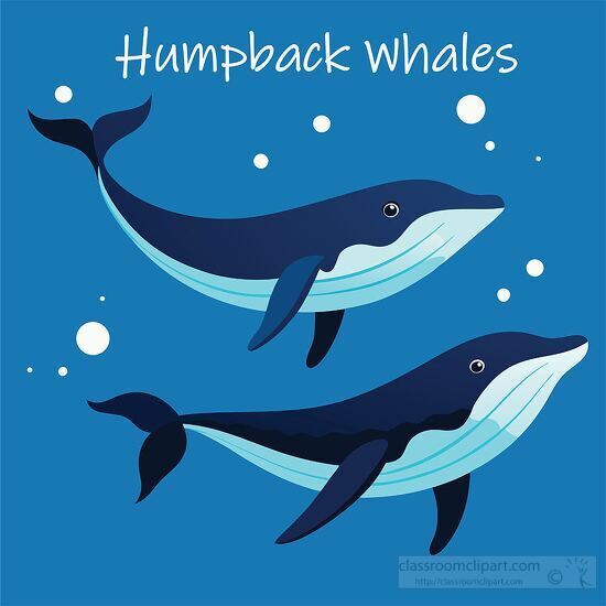 two whales swimming side by side underwater with text humpback w