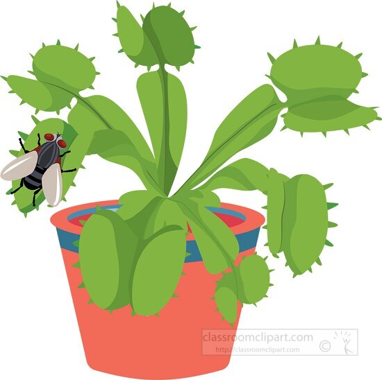 venus fly trap plant clipart