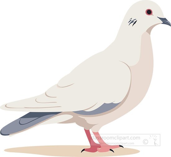 white dove bird