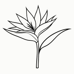 Black Outline Drawing of a Bird of Paradise Plant