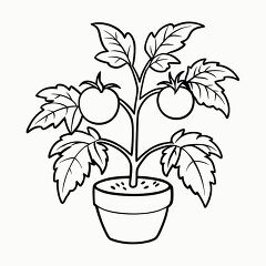 Black Outline Illustration of a Tomato Plant for Printing