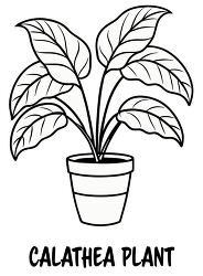 Calathea Plant Black Outline with text