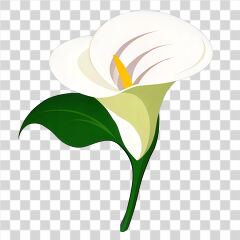 Elegant Calla Lily Illustration on a White Background