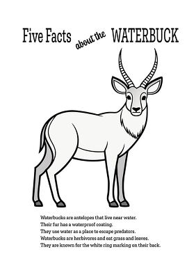 Five Facts About the Waterbuck Printable