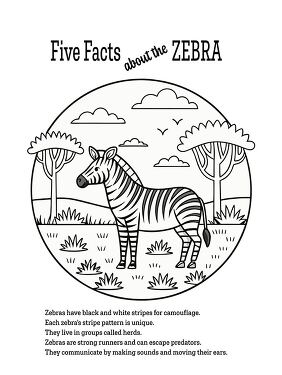 Five Facts About the Zebra Coloring  Printable