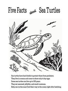 Fun Coloring Activity Featuring Sea Turtles Fun Facts