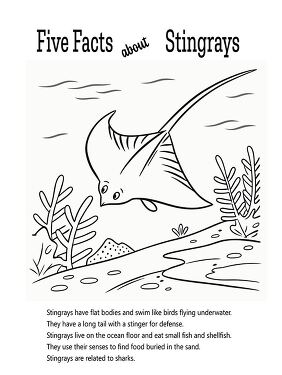 Fun Facts About Stingrays for Kids to Color