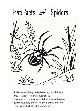 Fun Spider Facts Coloring Printable for Kids to Enjoy