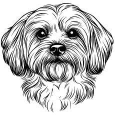 Havanese Dog Face Illustration With Outline