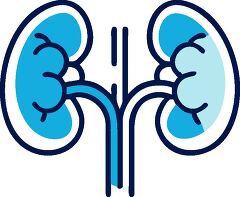 Kidney Anatomy Modern Minimalist Health Icon