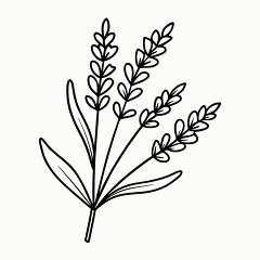 Lavender Sprig Black Outline for Creative Printing