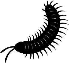 millipede silhouette 5