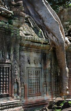 Ancient Tree Entwines With Angkor Wat Ruins in Siem Reap