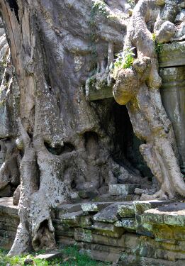 Ancient Tree Roots Embrace Ruins in Siem Reap