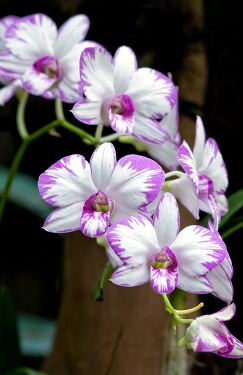 Beautiful purple and white orchids in Singapore garden