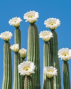 Beautiful Tall Cacti With White Flowers Against Blue Sky