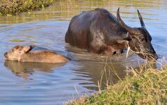 Buffaloes Cooling off in the Waters of Siem Reap Cambodia