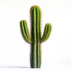 Cactus on a Plain White Background