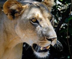 Close up of a Lioness in the Wild