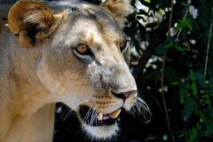 Close Up of Lioness in the Wild