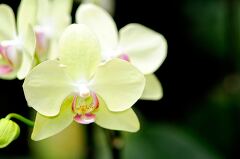 Closeup of vibrant yellow orchids in Singapore garden