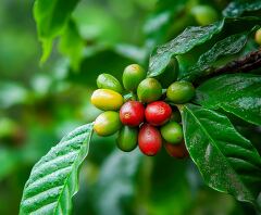 Coffee Beans Growing on Plants in Costa Rica