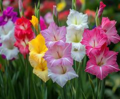 Colorful Gladiolus in a Garden Display