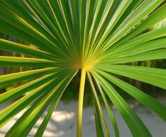 Detailed View of Palm Leaf From Caribbean Islands