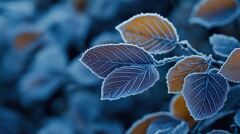 Early Autumn Frost on Leaves Creates a Magical Atmosphere