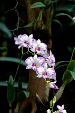 Exquisite purple and white orchids grace Singapore Garden