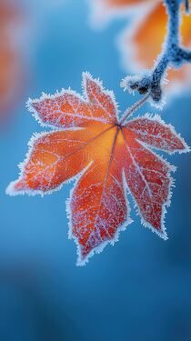 Frosty Autumn Leaves Depict Seasonal Change