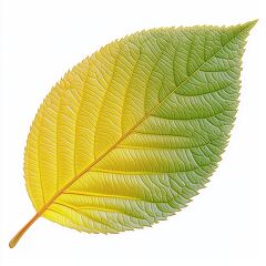 Golden and Green Spirea Goldfleim Leaf Isolated on White