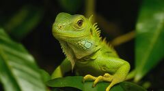 Green Iguana Resting Among Lush Foliage in Costa Rica