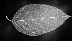 Intricate Line Art Texture of a Leaf Creating Detail