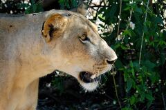 Lioness in Natural Habitat Close Up