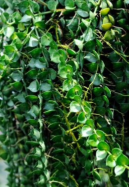 Lush green vines cascading from a garden trellis