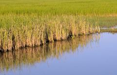 Reflections of Lush Rice Fields Near Angkor Wat in Siem Reap