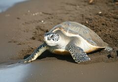 Sea Turtle Nesting in Costa Rica Returns to Ocean